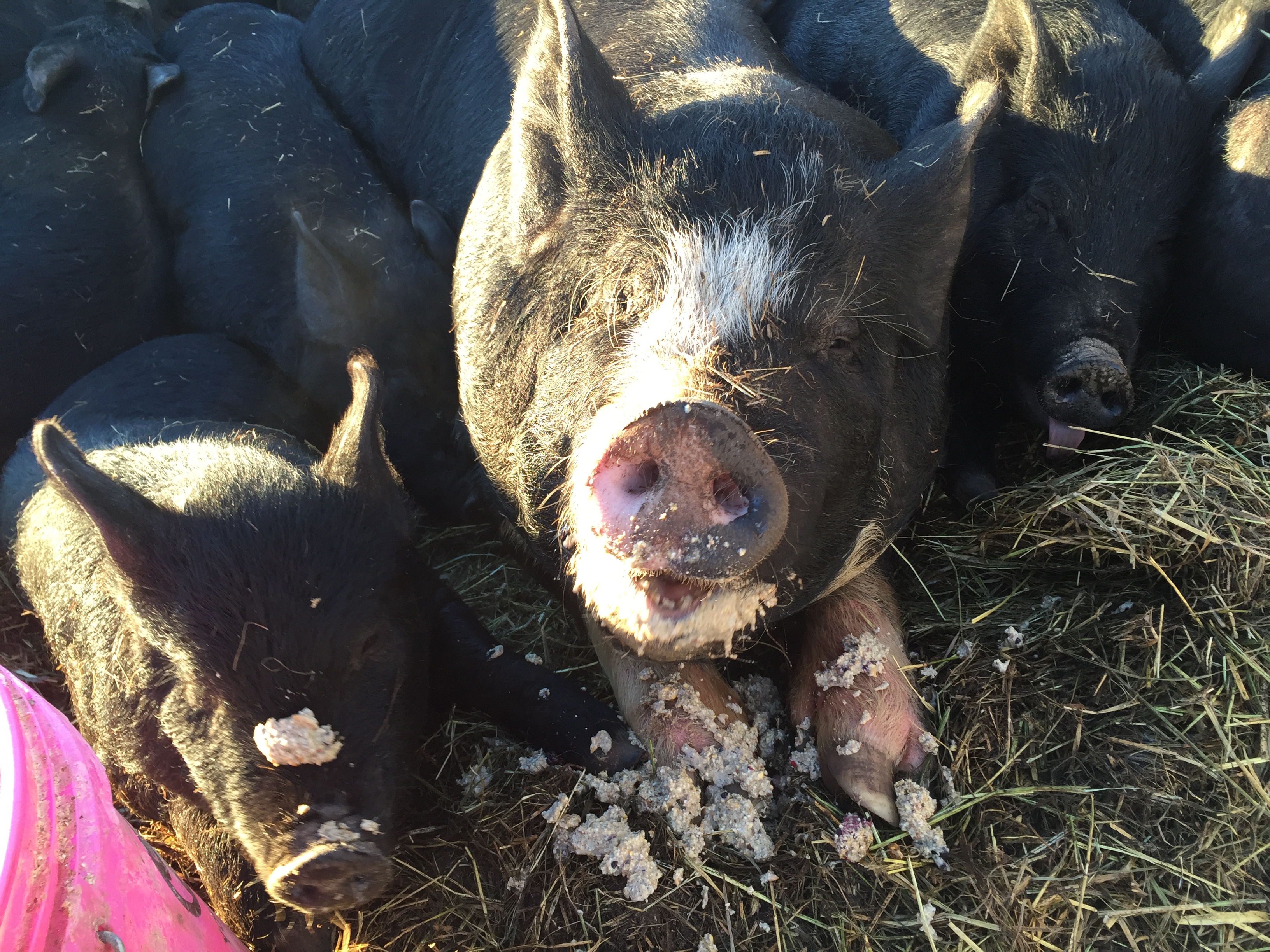 Pigs with food on their face